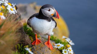 Bird red beak rock daisies - foot free wallpaper