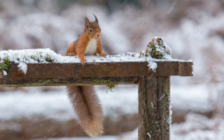Squirrel bench snow nut surrealism - a squirrel free wallpaper