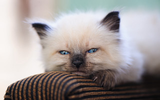 White cat blue eyes chair 2 - a chair free wallpaper