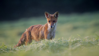 Small fox grassy field blurry - a small fox free wallpaper