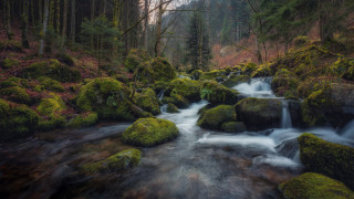 Forest stream moss rocks waterfall - green moss free wallpaper