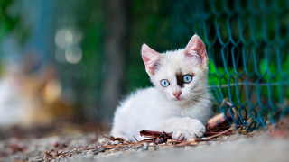 White cat blue eyes fence - a white kitten free wallpaper for desktop