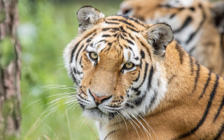 Tiger grass trees blurry background - the grass and trees free wallpaper