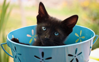 Black kitten blue bowl flower - vanita free wallpaper