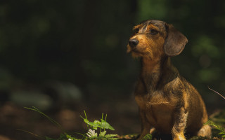 Small dog tilt shift animal - a small dog free wallpaper