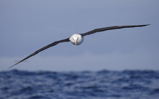 Bird ocean fish beak sky - free bird wallpaper
