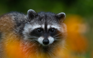 Raccoon looking camera yellow flowers - darrell riche free wallpaper for desktop