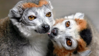 Cat dog licking table realistic - a couple of animals free wallpaper