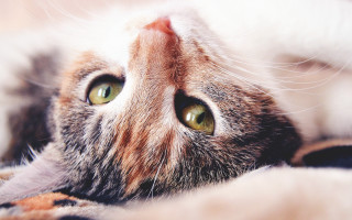 Cat green eyes blanket closeup - the ground behind free wallpaper