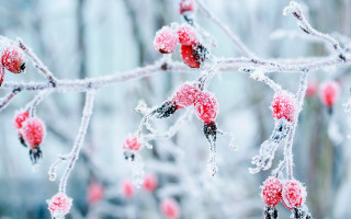Ice covered berry branch winter - red berry free wallpaper