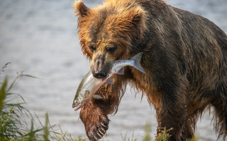 Bear fish eating water wildlife - a bear free wallpaper