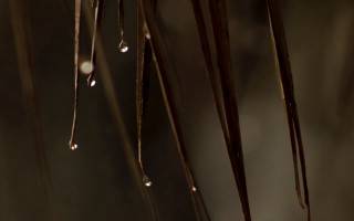 Bird perched water droplets macro - thin free wallpaper