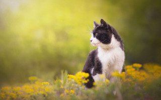 Black white cat field flowers - a field of flowers and grass free wallpaper