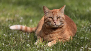 Sad cat grass outdoors flower - orange free wallpaper
