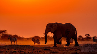 Zebras elephant field sunset redsky - a red sky in the background free wallpaper
