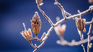 Branch flowers ice blue sky - a few cloud free wallpaper for desktop