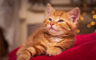 Orange kitten red blanket blurry - a small orange kitten free wallpaper