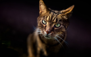 Cat green eyes dark background - a cat free wallpaper