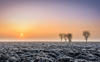 Field trees sunset foggy sky - a foggy sky free wallpaper