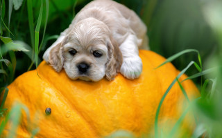 Puppy pumpkin grass surreal orange - charles schulz free wallpaper