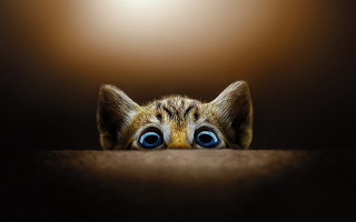 Cat blue eyes peeking table - a light shining free wallpaper for desktop