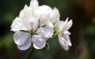 White flower closeup blurry background - a white flower free wallpaper