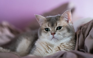 White cat blurry rococo regal - bourgeoi free wallpaper for desktop