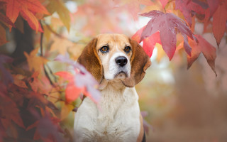 Dog camera tree red leaves - red leaf free wallpaper for desktop