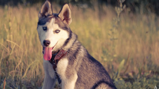 Husky field tongue out blurry - his tongue free wallpaper