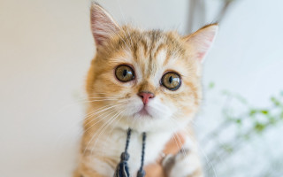 Surprised cat collar plant blurry - its neck free wallpaper