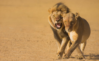 Lion fight dirt wild jigsaw - the dirt free wallpaper