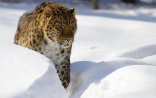 Leopard snow wild prey mountain - prey free wallpaper for desktop