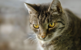 Cat yellow eyes tiltshift animal - animal photography free wallpaper