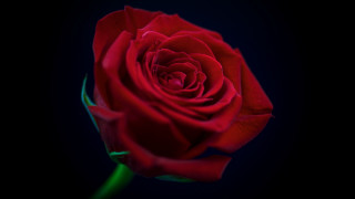 Red rose green stem black - the dark free wallpaper for desktop