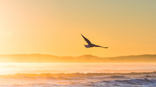 Bird ocean sunset mountain shore - a mountain in the background and a body of water free wallpaper