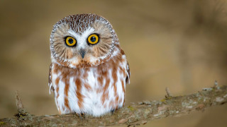 Small owl yellow eyes striped - a small owl free wallpaper