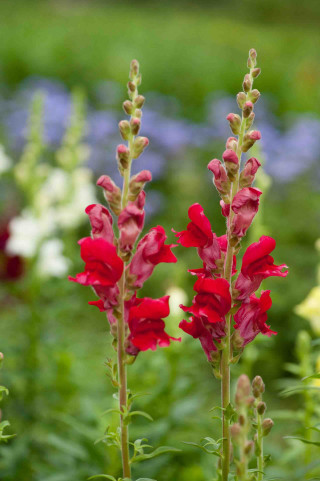 Red flowers grass blue flowers - free flowers wallpaper for mobile