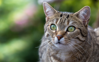 Cat green eyes blurry background 7 - a blurry background of trees and bushes free wallpaper