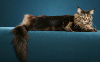 Black cat yellow eyes rococo - a blue couch free wallpaper