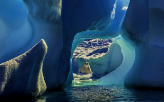 Polar bear ice cave glacier - a polar bear free wallpaper