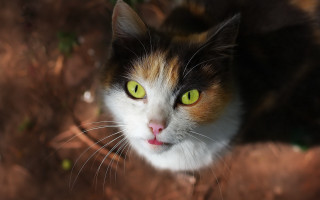 Black cat green eyes macro 9 - symmetrical eye free wallpaper