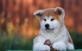 Puppy shiba inu toy outdoor - a toy free wallpaper