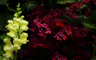 Flowers grass red purple background - a bunch of flowers free wallpaper