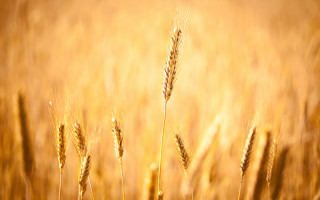 Wheat sunset gradient horizon ocean - the sunlight free wallpaper