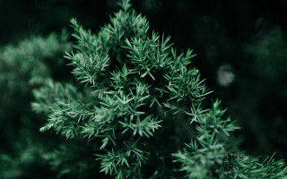 Green plant leaves bamboo forest - branch and a blurry background free wallpaper