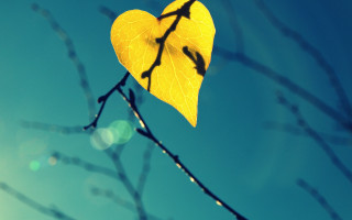 Yellow leaf blue sky sun - a yellow leaf free wallpaper