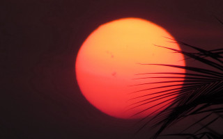 Sun clouds palm bird moon - bholekar srihari free wallpaper for desktop