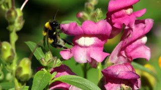Bee pink flower green leaves 6 - a pink flower free wallpaper for desktop