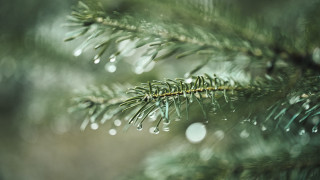 Pine branch water drops macro 2 - a pine tree branch free wallpaper