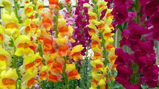 Flowers vase table outside house - summer vibrancy free wallpaper